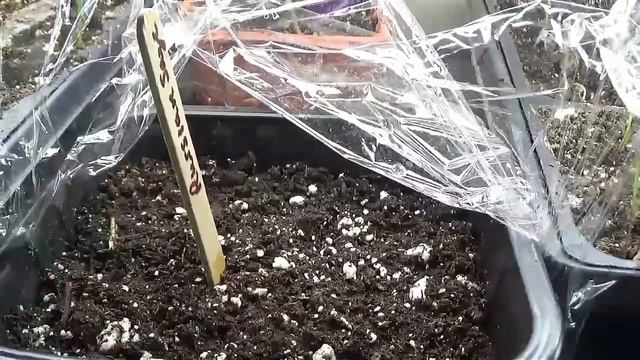 I Started Some Seeds! смотреть онлайн