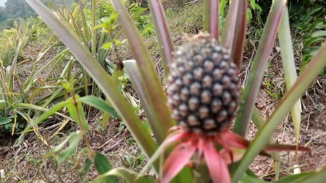 Mus des ntsis qos ntoos lo ua tshais 01/04/2019 смотреть онлайн