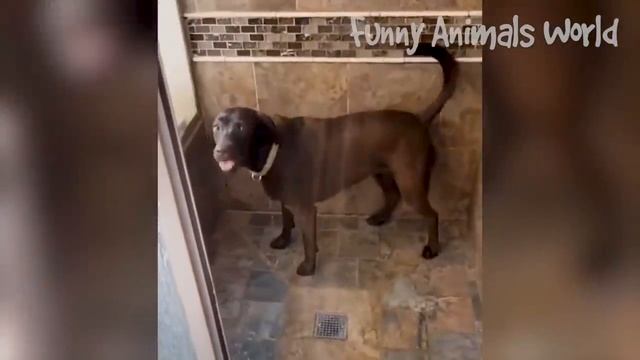 Funny Animal Videos 2023  - Funniest Dogs And Cats Videos  #13