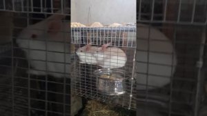 РЕЦЕПТ И ИЗГОТОВЛЕНИЯ КОМБИКОРМА ДЛЯ КРОЛИКОВ