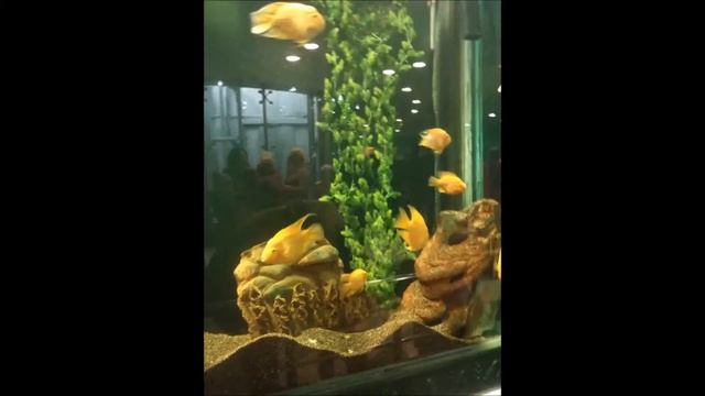 Развлекательный центр Думан смотреть онлайн