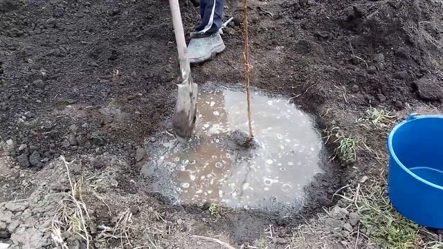 Весенняя посадка деревьев смотреть онлайн