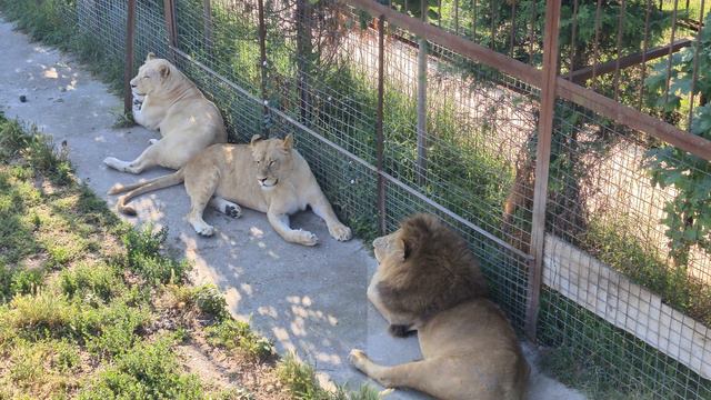 Кто-то отрастил пузико) Тайган Lions in Crimean Taigan смотреть онлайн