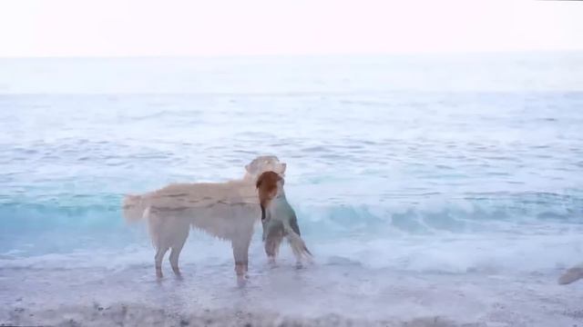 Dog TV: Video to Keep Your Dog Entertained & Anxiety-Free When Home Alone - The Best Music for Dogs смотреть онлайн