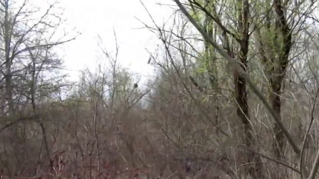 Как выглядит черемша  в лесу