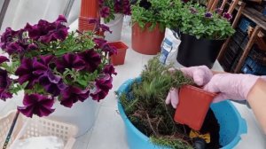 Флокс шиловидный. Показываю проверенные способы размножения флокса