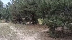 КРУТЕЙШИЙ смартфон с ТЕПЛОВИЗОРОМ и водозащитой DOOGEE V20 Pro 20+256ГБ + ночная камера