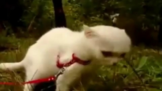 Кот в шоке смотреть онлайн