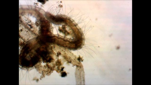 Tubifex tubifex 80X - stereo microscope смотреть онлайн
