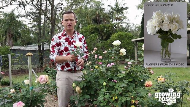 Spring Rose Diseases - flowers rotting (botrytis) смотреть онлайн