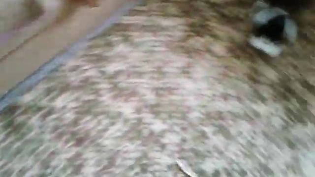 КОТ ВИСИТ НА ВЕРЕВКЕ смотреть онлайн