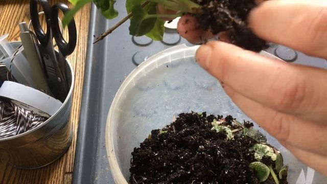 Сингониум... печалька...Грунт для сингониума. Пересадка. смотреть онлайн