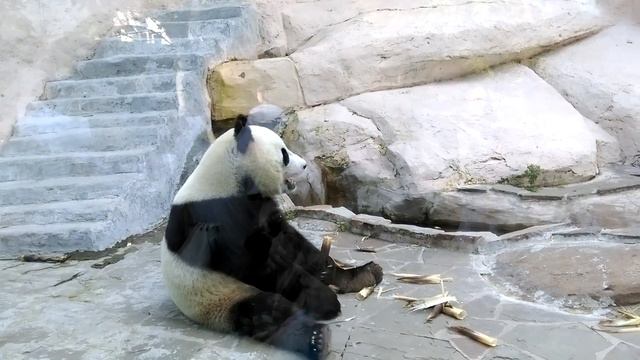 Ru Yi (Male Panda at the Moscow Zoo) - Панда Жуи жует/2 смотреть онлайн
