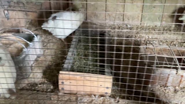 Яйценоскость перепелов при разных типах кормления. Часть 1. смотреть онлайн