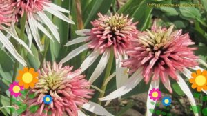 Эхинацея пурпурная Старвберри энд Креем. Краткий обзор echinacea purpurea Strawberry and cream