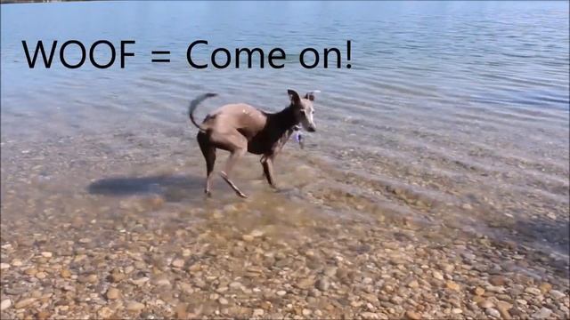 Only One of My Dogs Loves Swimming Italian Greyhounds смотреть онлайн