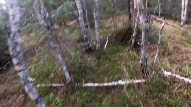 Охота с гончими на зайца. смотреть онлайн