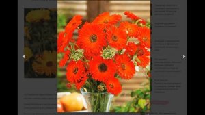 6 интересных сортов календулы для лета 2021