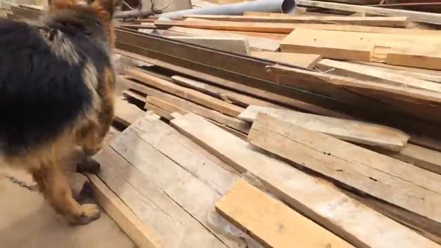 Узбеки Гардарика Воронеж смотреть онлайн