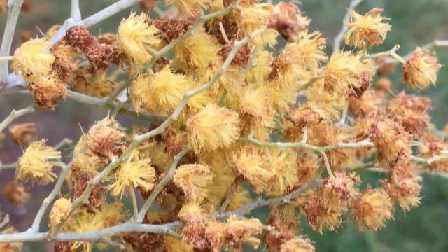 Silver wattle - old flowers close up - March 2019 смотреть онлайн