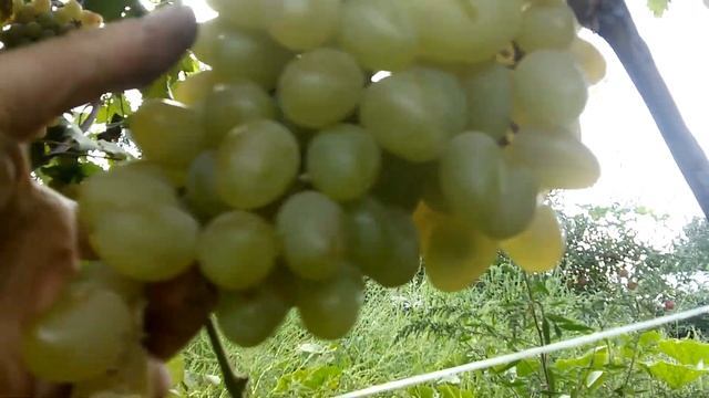 Сорт винограда