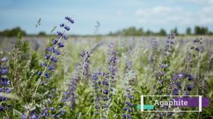 639 ГЦ Частота Бесконечного Счастья | Повышение Сертонина, Дофамина | Звуки Природы