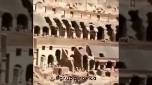 Приехала в Кализей.Дрались гладиолусы...