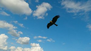 "Мы с тобой одной крови... Ты и Я"