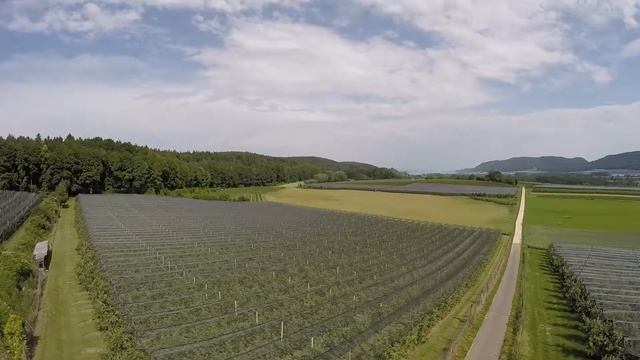 WIDE VIEW: Obstplantagen in Espasingen am Bodensee in GERMANY смотреть онлайн