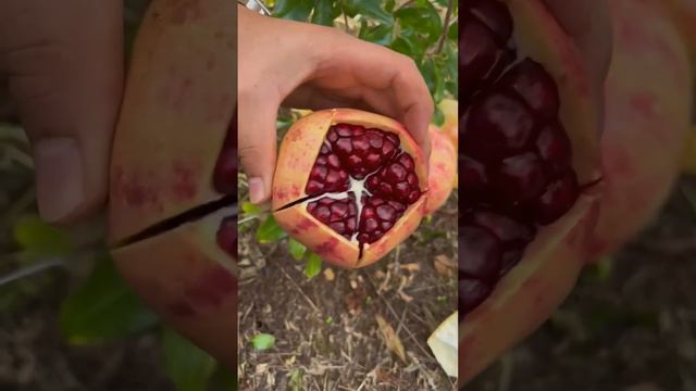 Amazing pomegranate cutting skills The pomegranates are very fresh. #shaheed03#Mirumiru TV смотреть онлайн