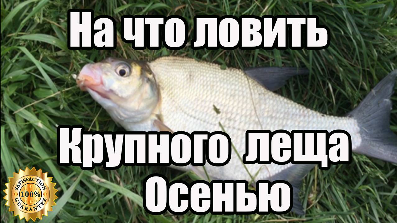 Как и на что ловить Крупного леща осенью смотреть онлайн