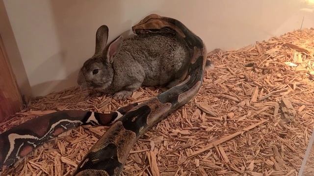 ❗️❗️❗️Medusa(Red Tail Boa) eats live bunny❗️❗️❗️❗️❗️❗️❗️❗️❗️ смотреть онлайн