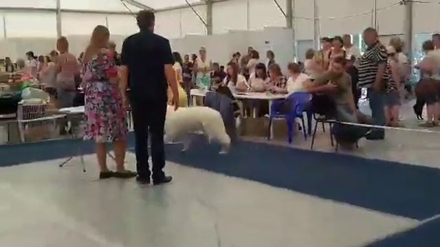 Мареммо-абруцкая овчарка Сильвер Хаус Лючин смотреть онлайн