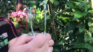 Прививка черенков манго