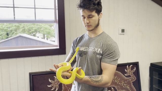 Our New Breeding Project-Kofiau Island Green Tree Pythons (Canary Chondro) смотреть онлайн