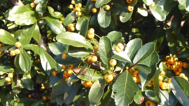 Pyracantha - Orange Berries - Eldþyrnir - Skrautrunni - Gul ber - Garðskálaplanta смотреть онлайн