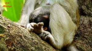So pity newborn baby monkey just born, Young mom not knew how to take care -Baby very scare.