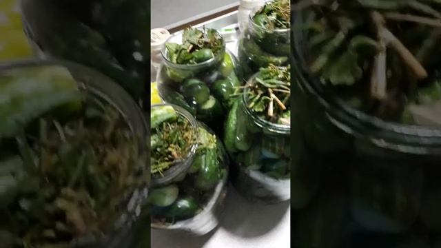 Квашенные огурцы под металлической крышкой. смотреть онлайн