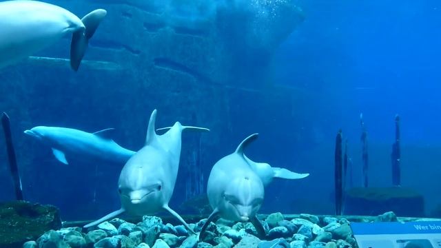 Delphine im Tiergarten Nürnberg смотреть онлайн