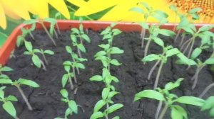 КОГДА ПИКИРОВАТЬ ТОМАТЫ? Ольга Чернова.