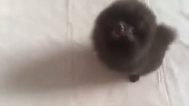 шоколадная девочка померанского шпица смотреть онлайн