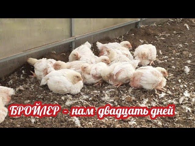 Улично - тепличное содержание бройлера без пропоек....нам двадцать дней... смотреть онлайн