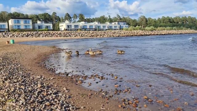 Поиск обручального кольца в Финском заливе. смотреть онлайн