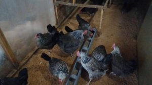 Котляревские куры. Неприхотливая порода с хорошей яйценоскостью.