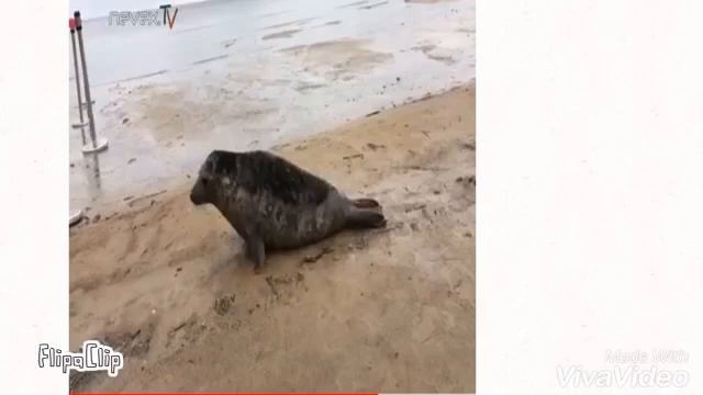 Упоротый рассказ про тюленя смотреть онлайн