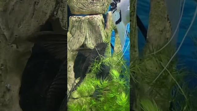 Сомик анциструс самец и самка смотреть онлайн