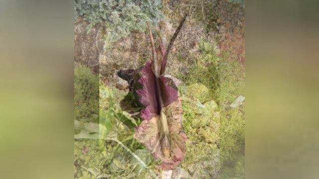 АРОННИК ARUM (DRACUNCULUS) сем.Ароидные смотреть онлайн