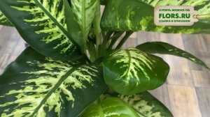 Диффенбахия Рева - шикарная огромная диффенбахия | Обзор сорта | Крупномер для озеленения