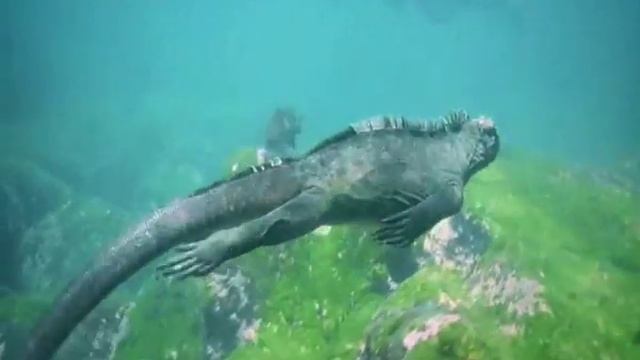 ШОК! Настоящая Годзилла в Тихом океане (ВИДЕО) Marine Iguanas смотреть онлайн