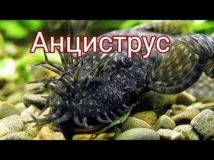 Сомик Анциструс. Уход, размножение, кормление.